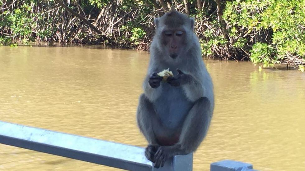The only pickpockets in the area are the monkeys, who are not above rummaging through your bag for food (Photo: Gaby Zohar)