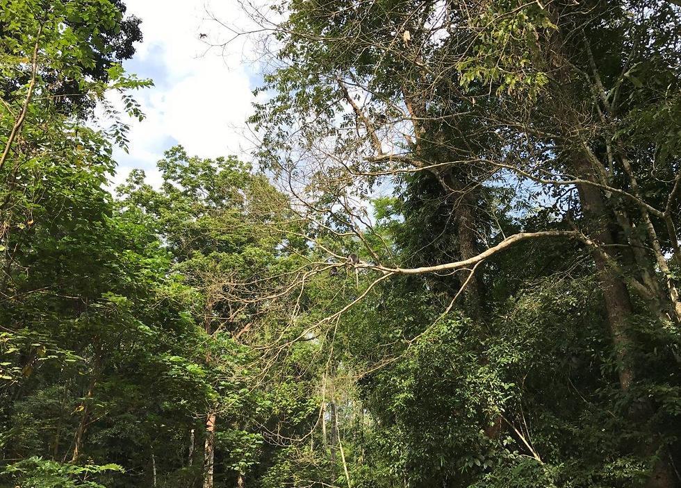 Can you spot the monkeys in the trees? (Photo: Yaara Shalom)