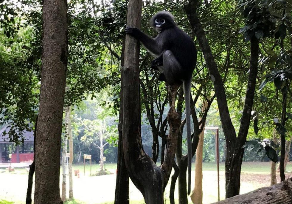A dusky leaf monkey at the Kaeng Krachan National Park (Photo: Yaara Shalom)