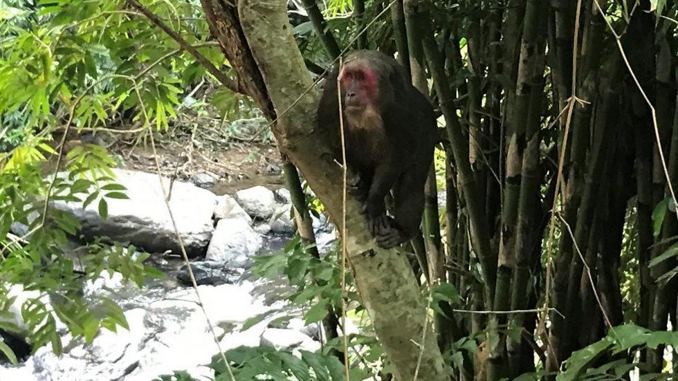 Be careful! Some of these cheeky monkeys will steal your food! This one stole sticky rice from us (Photo: Gaby Zohar)