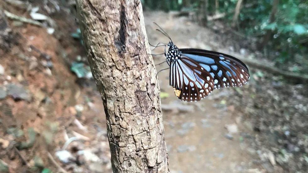 Kaeng Krachan National Park (Photo: Yaara Shalom)