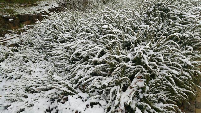 Merom Golan settlement (Photo: Lital Ashtamker) (צילום: ליטל אשטמקר) Merom Golan settlement (Photo: Lital Ashtamker)