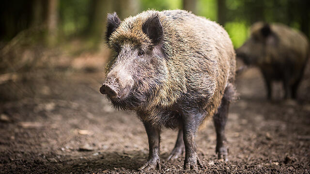 Дикий кабан. Фото: shhutterstock