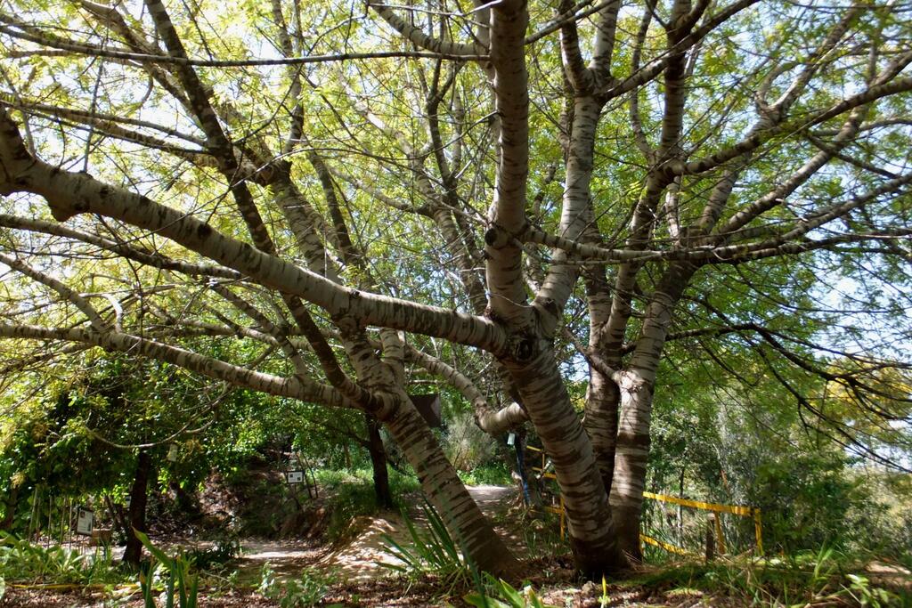 Леон Левитас