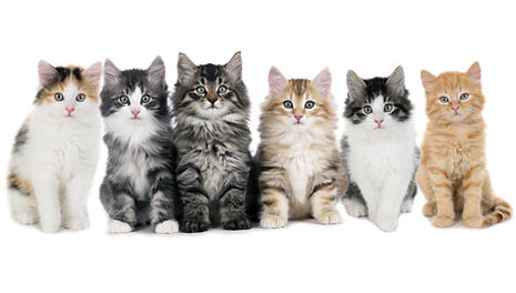  Фото: shutterstock.com
