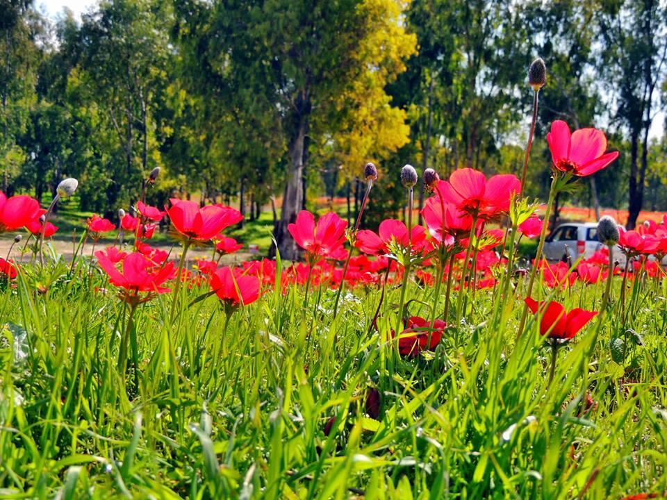 Михаль и Маша Дубинские