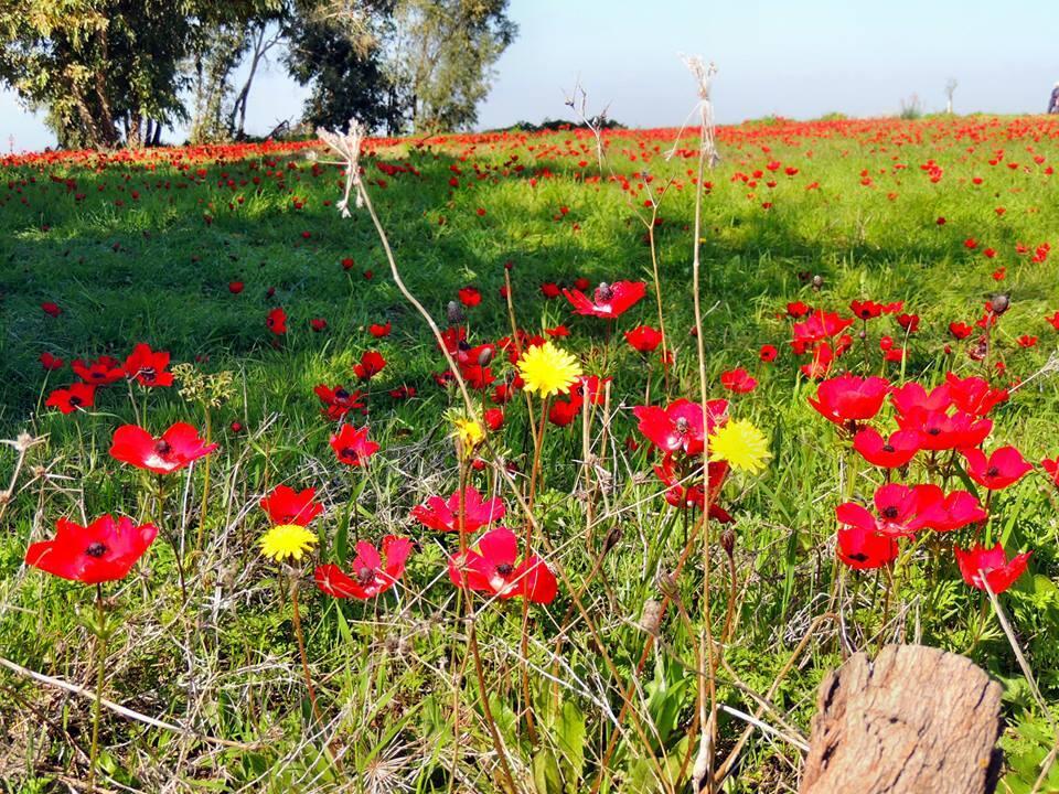 Михаль и Маша Дубинские