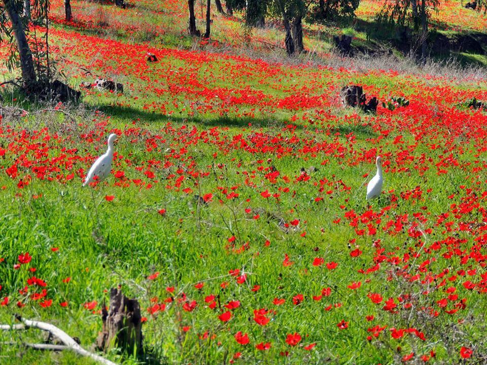 Михаль и Маша Дубинские