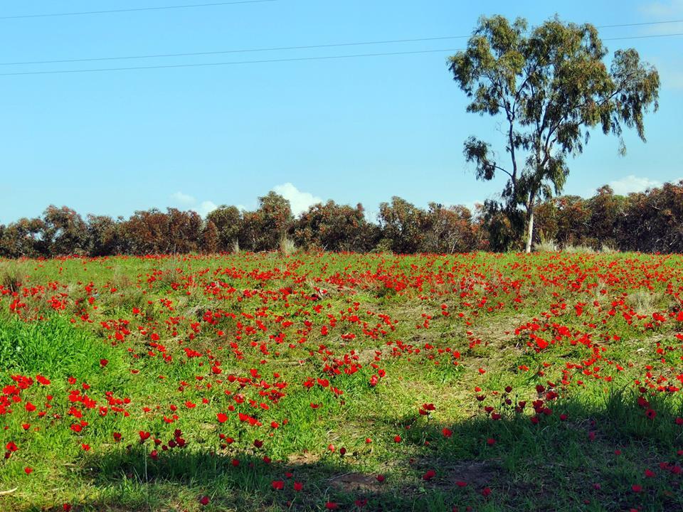 Михаль и Маша Дубинские