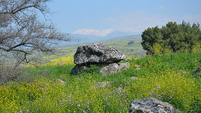 Фото: Гонен Шарон