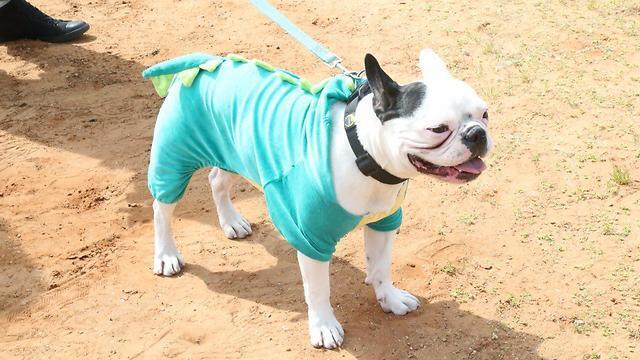 A dogged fan of the holiday (Photo: Motti Kimchi) (צילום: מוטי קמחי) A dogged fan of the holiday (Photo: Motti Kimchi)