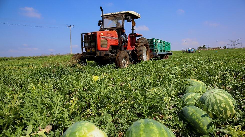 Выращивание арбузов (צילום: זרעים-גדרה) Выращивание арбузов