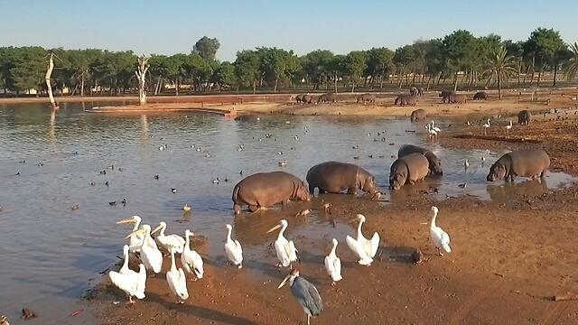 "Сафари" в Рамат-Гане. Фото: Эли Мандельбаум (צילום: אלי מנדלבאום) "Сафари" в Рамат-Гане. Фото: Эли Мандельбаум