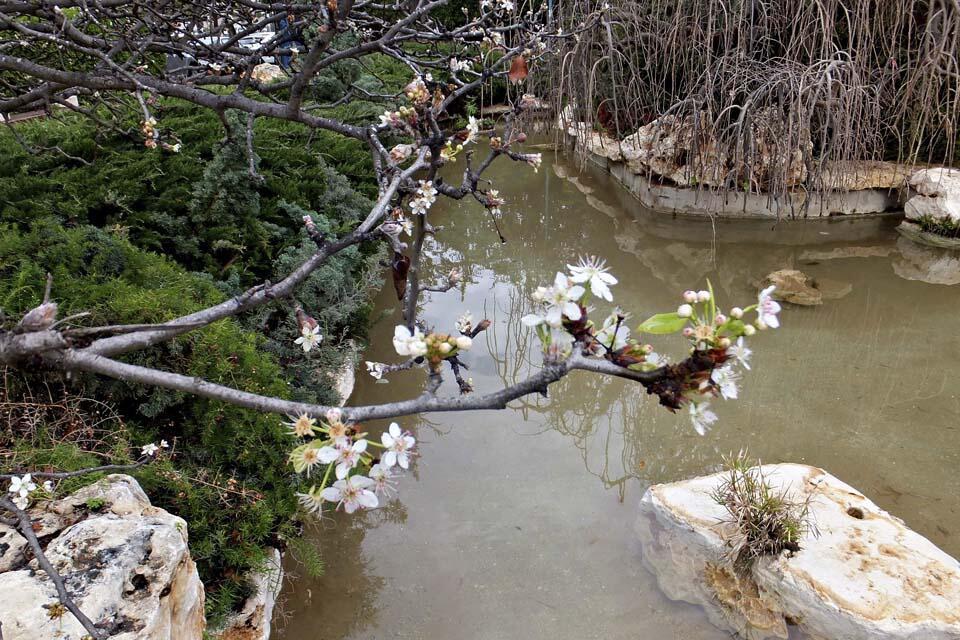Цветение сакуры в японском саду в Холоне. Фото: Леон Левитас (Фото: Леон Левитас) Цветение сакуры в японском саду в Холоне. Фото: Леон Левитас