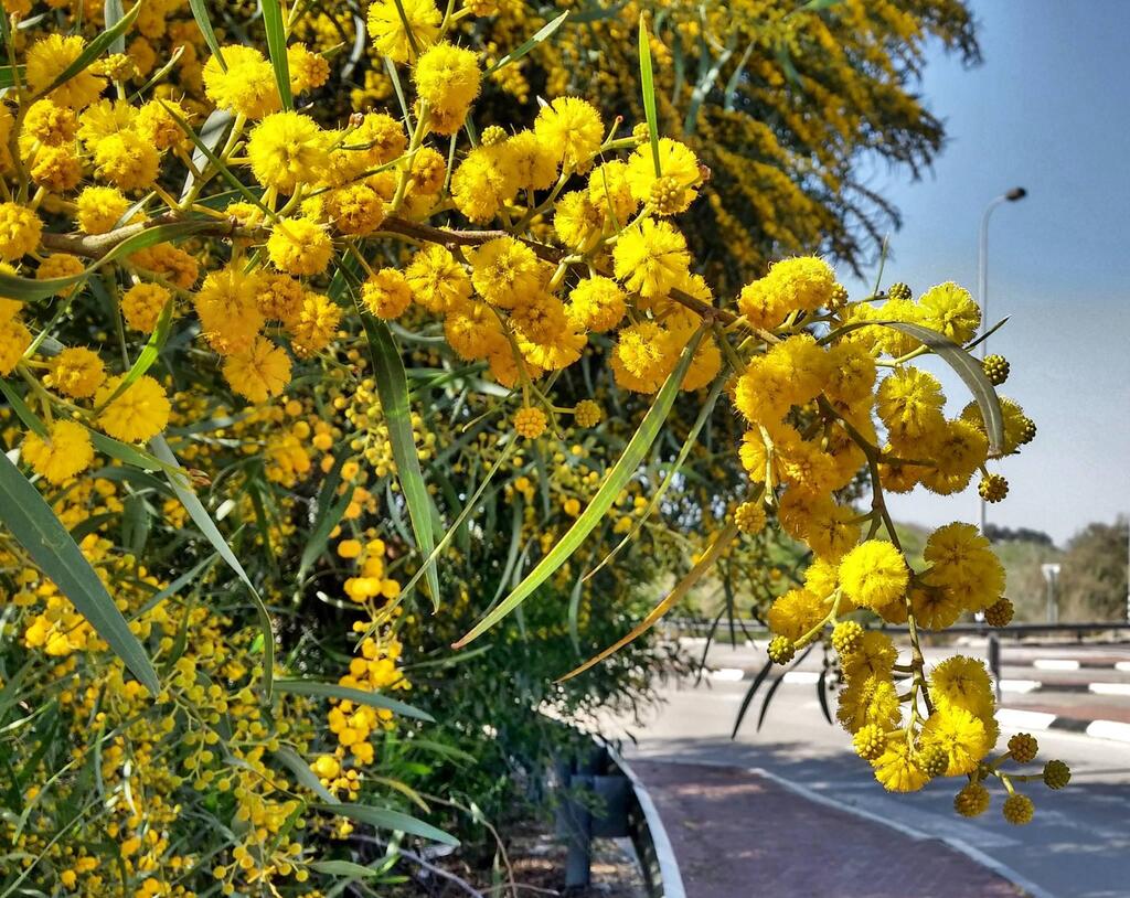 Вадим Малев