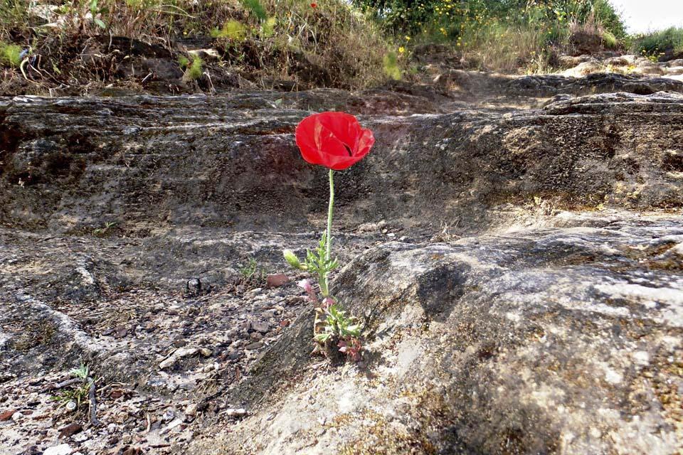 Одинокий мак на холме Наполеона в Рамат-Гане
