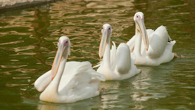 Биби, Бужи, Буги. Фото: Негев Zoo (צילום: נגב zoo) Биби, Бужи, Буги. Фото: Негев Zoo