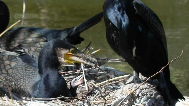 Бакланы. Фото: Негев Zoo (צילום: נגב zoo) Бакланы. Фото: Негев Zoo