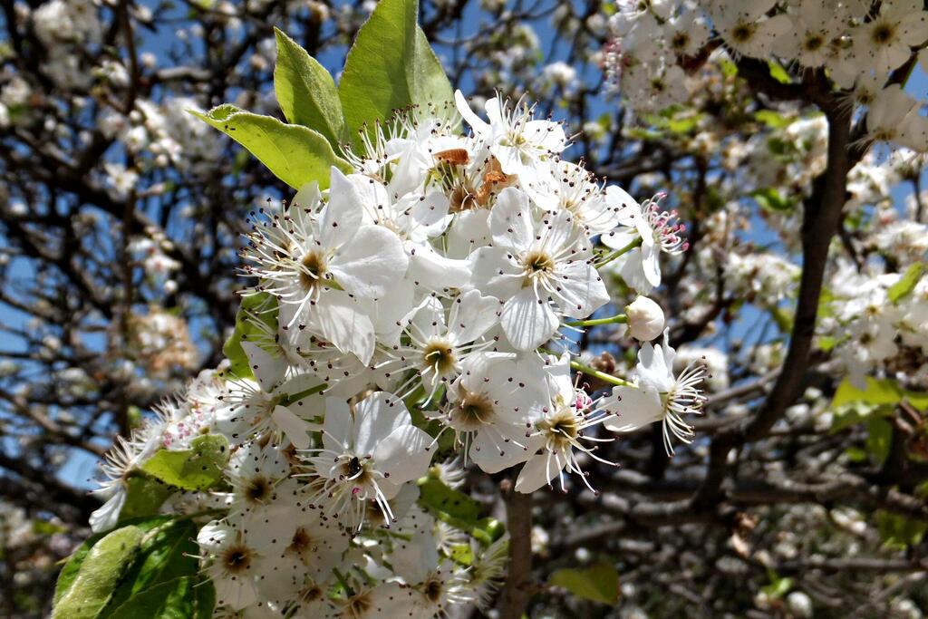 Леон Левитас