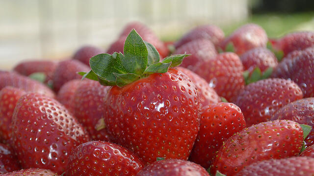 The Hadar strawberry (Photo: Volcani Institute) (צילום: מכון וולקני) The Hadar strawberry (Photo: Volcani Institute)