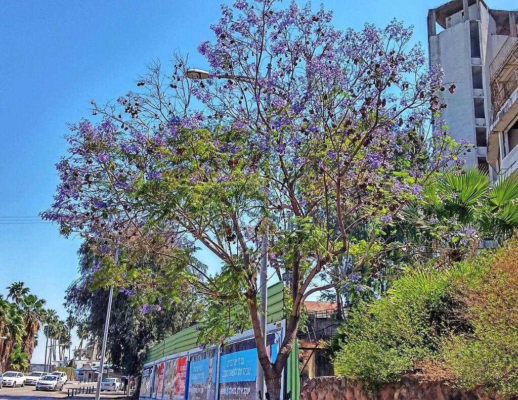 Вадим Малев