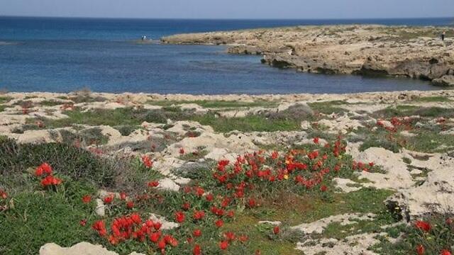 Habonim Beach (Photo: Rinat Russo)