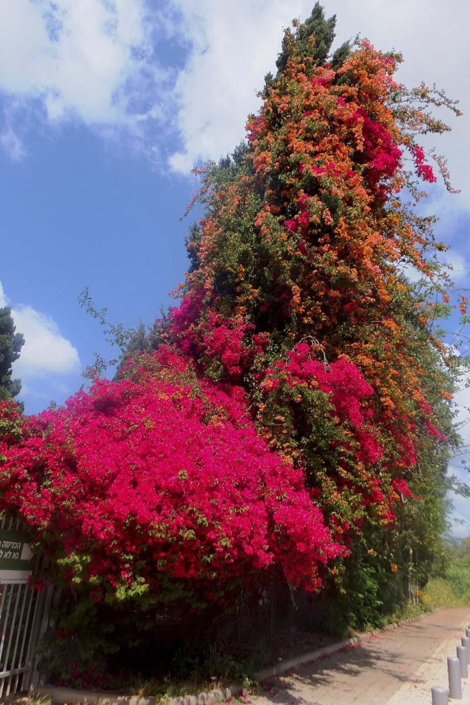 Бугенвиллея в Гиватаиме (Фото: Леон Левитас) Бугенвиллея в Гиватаиме
