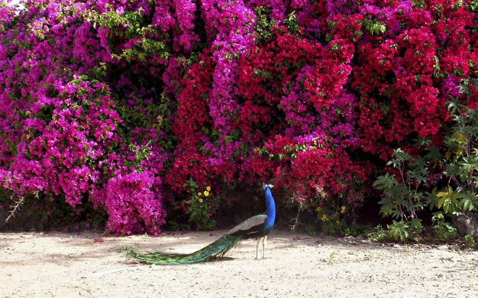 Роскошное цветение в кибуце Рамат ха-Ковеш (Фото: Леон Левитас) Роскошное цветение в кибуце Рамат ха-Ковеш