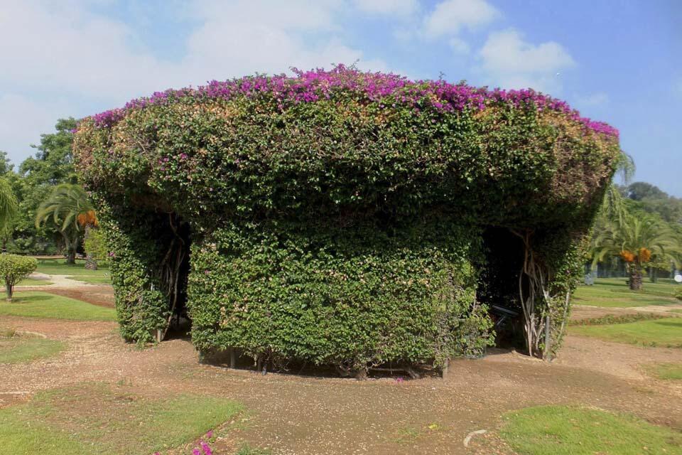 Беседка из бугенвиллеи в Национальном парке в Рамат-Гане (Фото: Леон Левитас) Беседка из бугенвиллеи в Национальном парке в Рамат-Гане