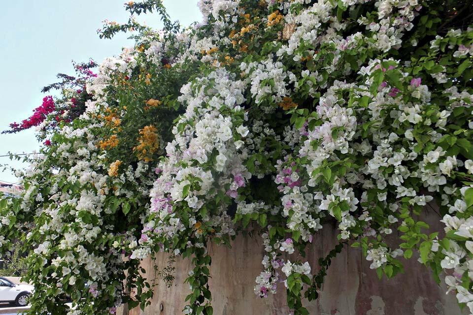 Еще одна бугенвиллея в Гиватаиме (Фото: Леон Левитас) Еще одна бугенвиллея в Гиватаиме