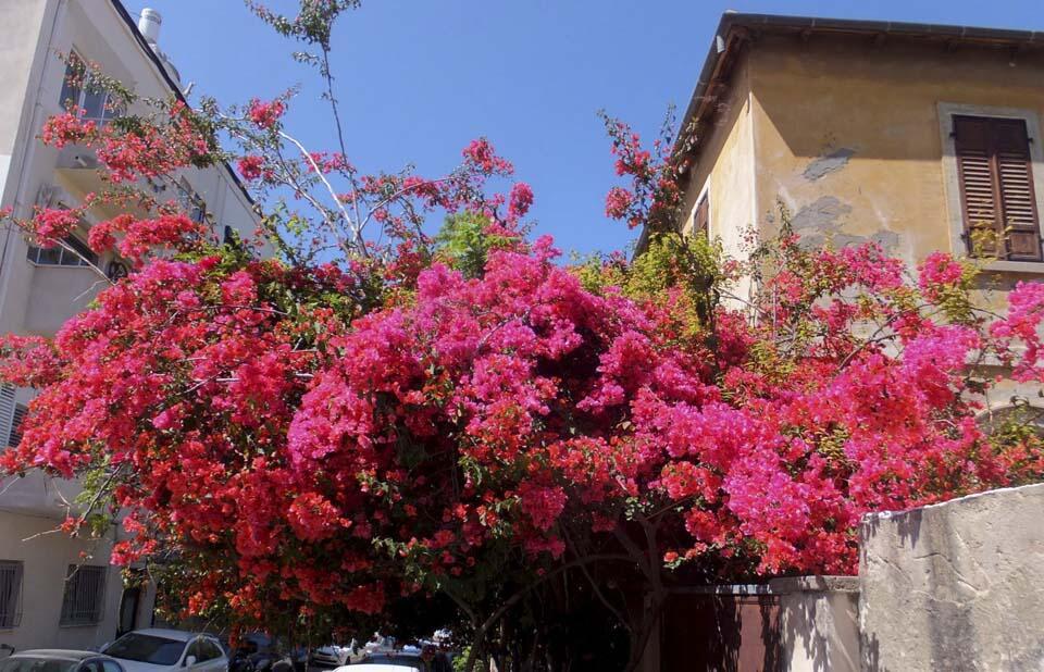 Растение в квартале Неве-Цедек в Иерусалиме (Фото: Леон Левитас) Растение в квартале Неве-Цедек в Иерусалиме