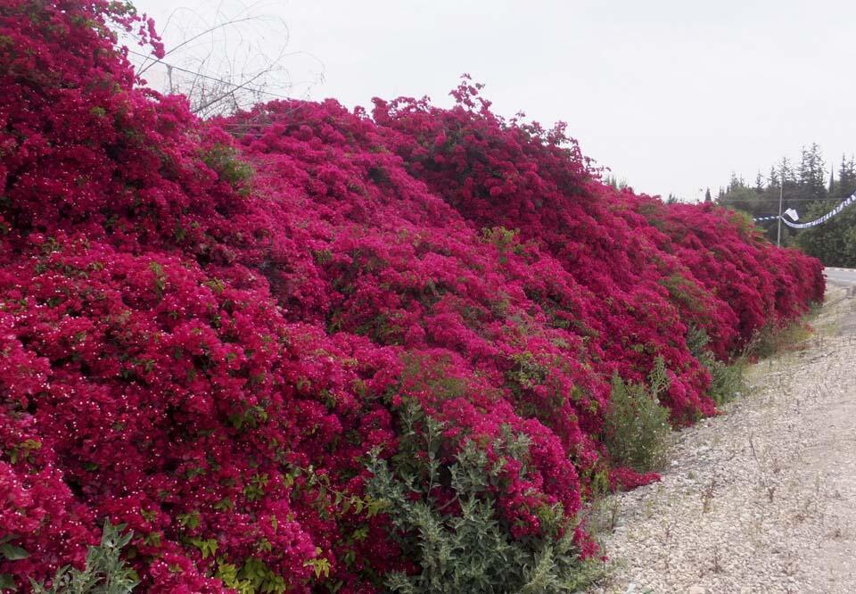 Мошав Карме-Йосеф (Фото: Леон Левитас) Мошав Карме-Йосеф