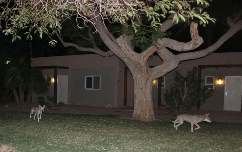 Волки в кибуце. Фото: Авишаг Элон