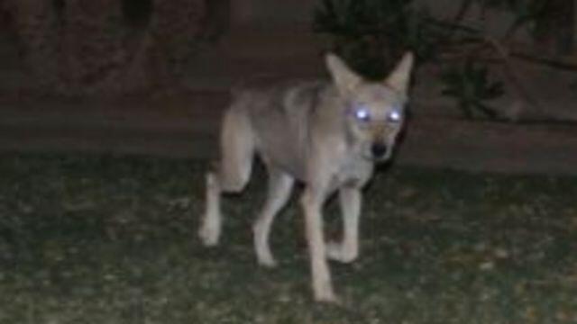 Фото: Гиль Каспи