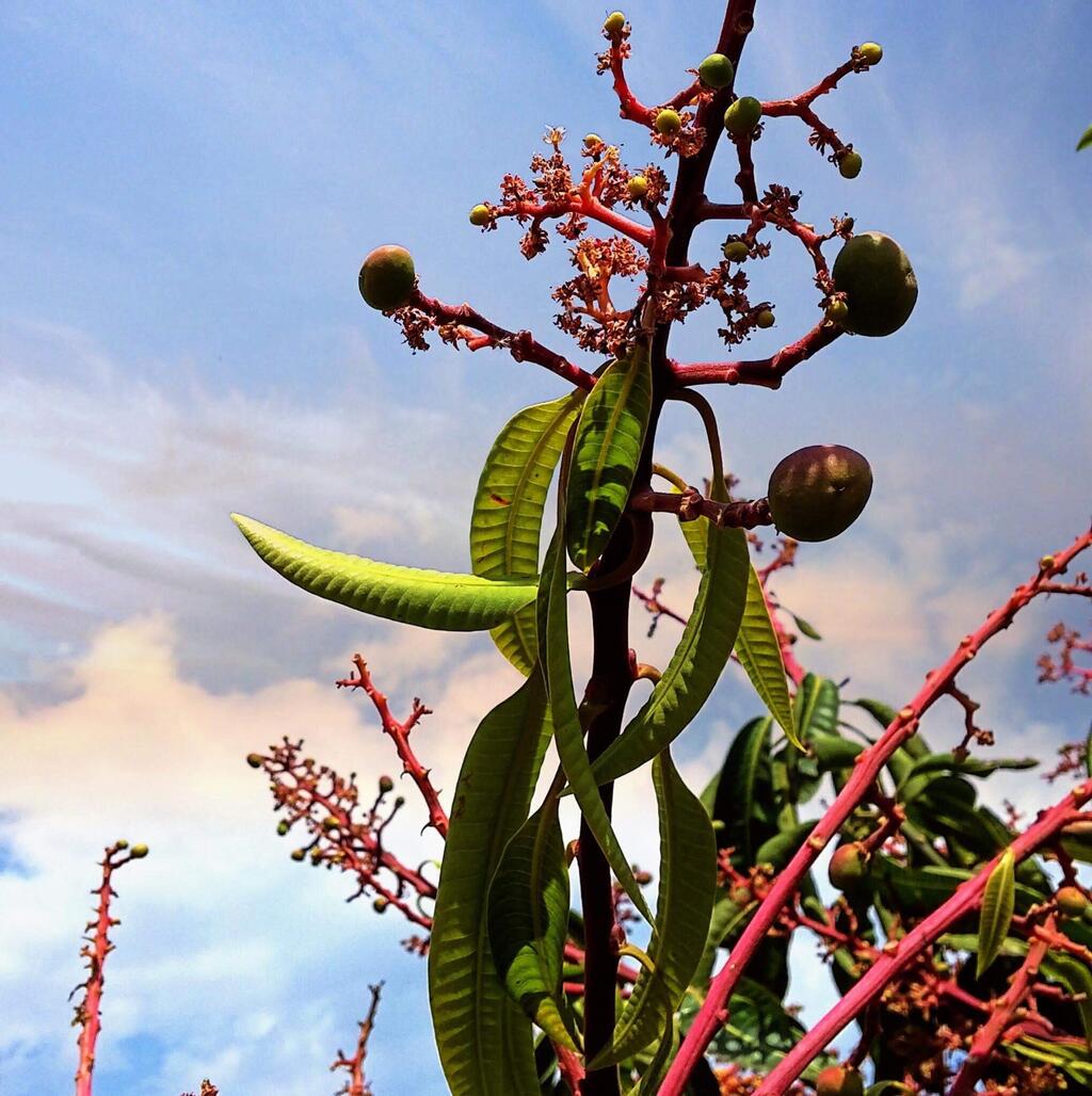 Вадим Малев