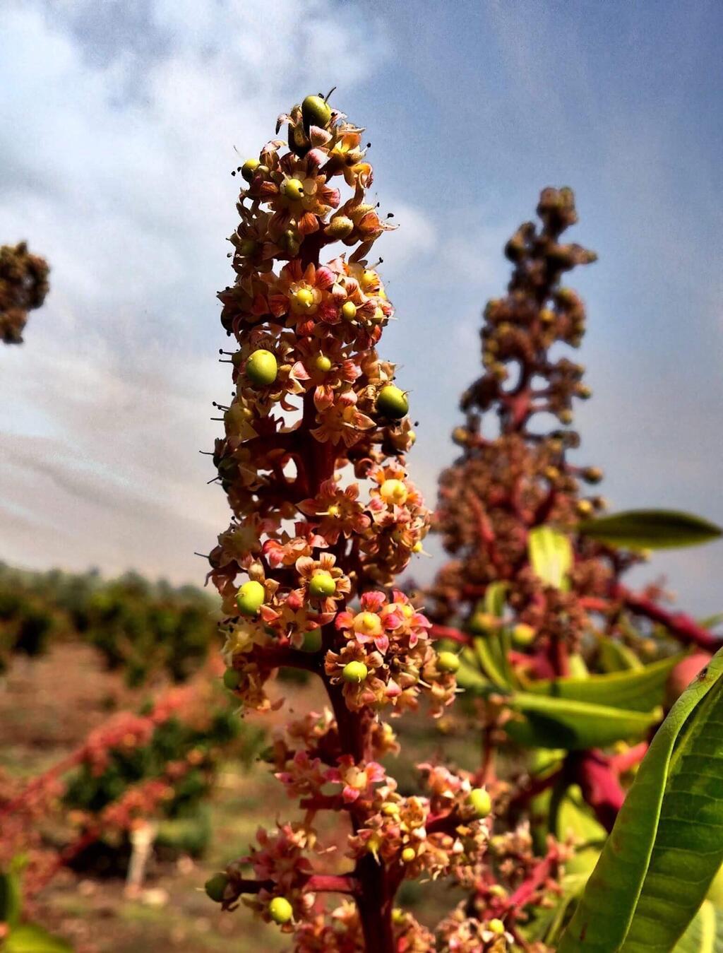 Вадим Малев