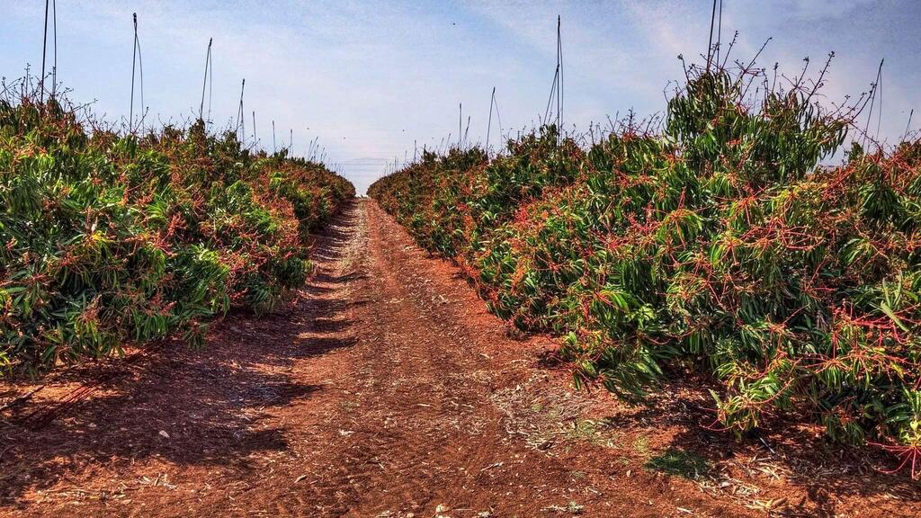 Вадим Малев