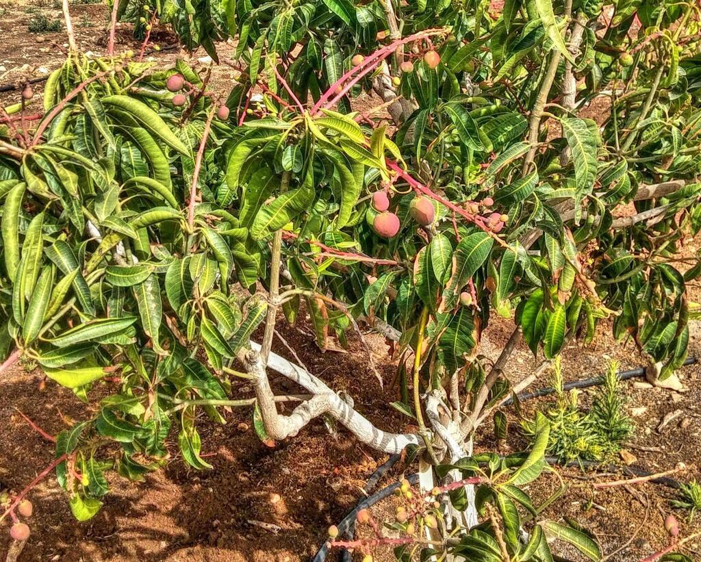 Вадим Малев