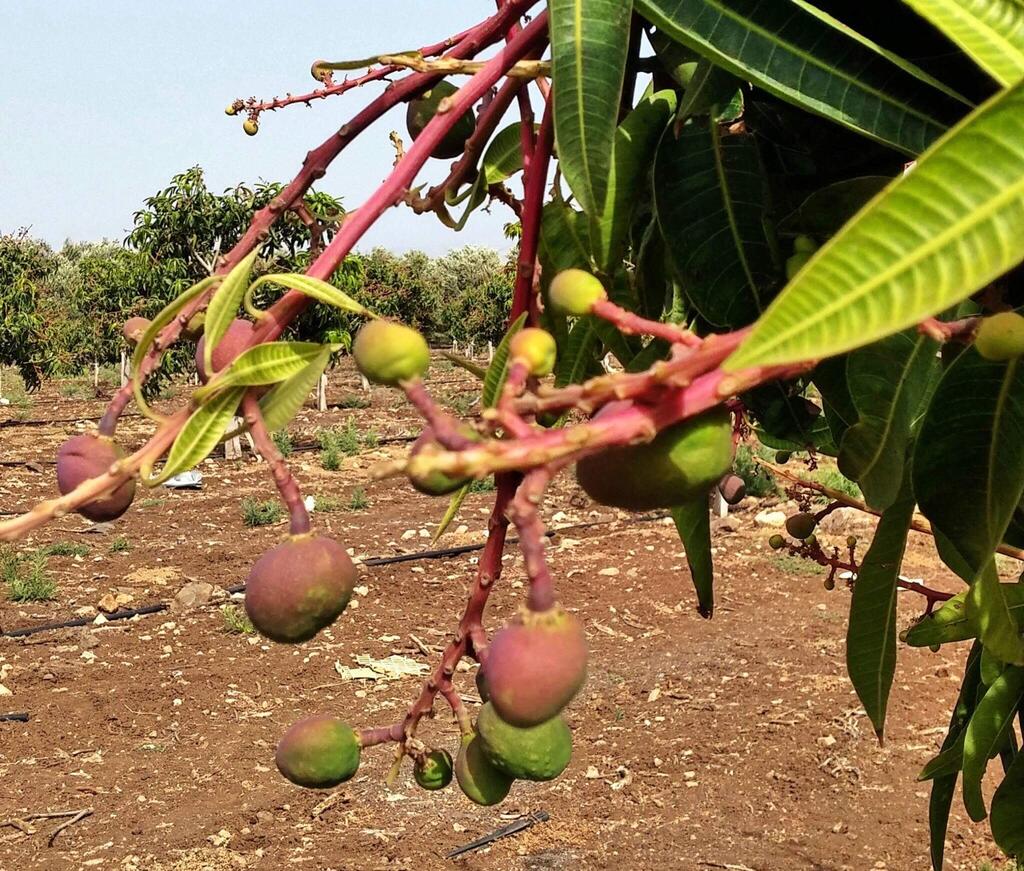Вадим Малев