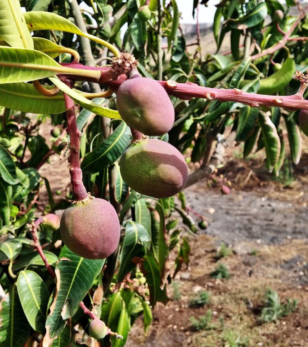 Вадим Малев