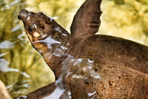 Мягкотелая черепаха. Фото: shutterstock