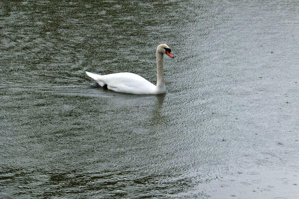 Леон Левитас