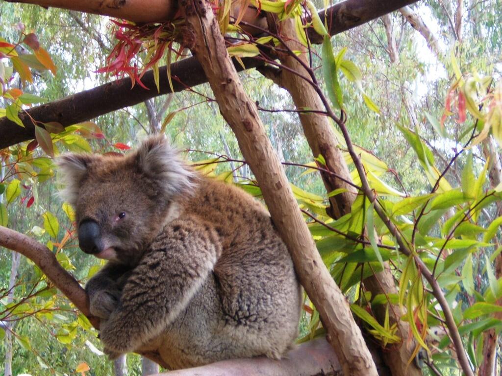 Коала из зоопарка Ган-Гуру. Фото: Леон Левитас (Леон Левитас) Коала из зоопарка Ган-Гуру. Фото: Леон Левитас