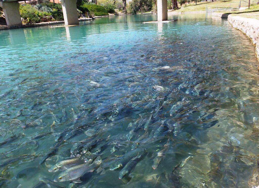 Леон Левитас