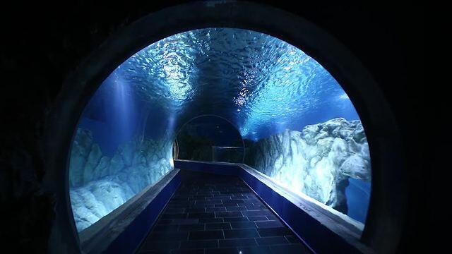 Jerusalem aquarium (Photo: Shlomi Cohen)