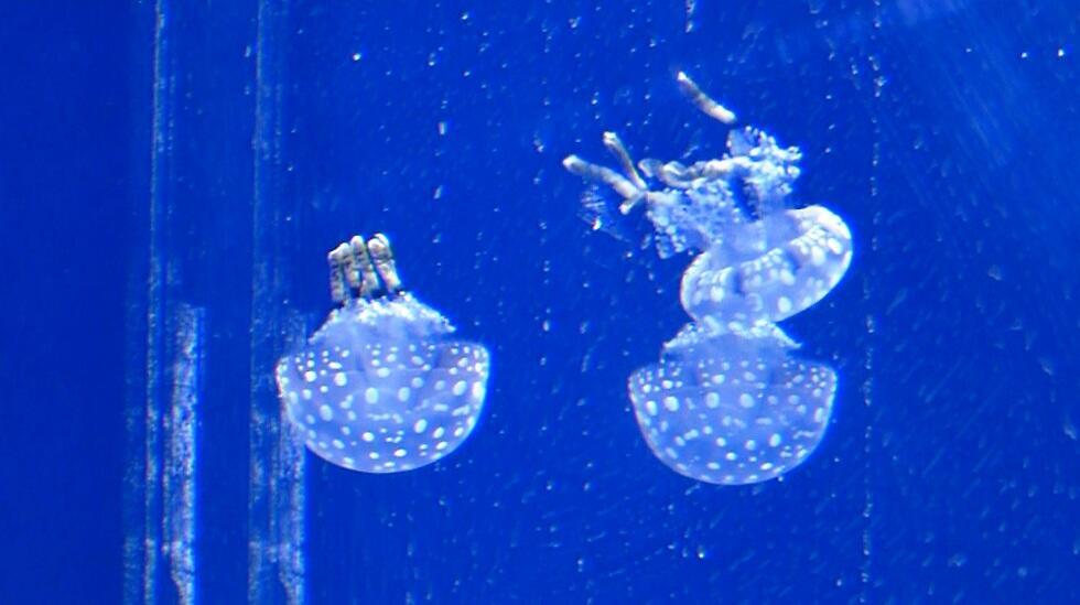 Photo: Eli Mandelbaum