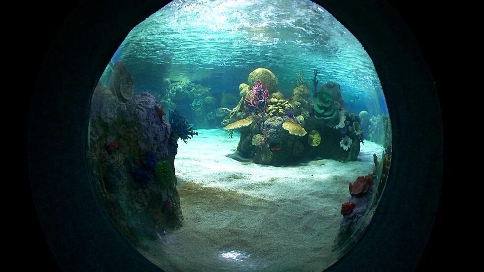 Photo: Eli Mandelbaum