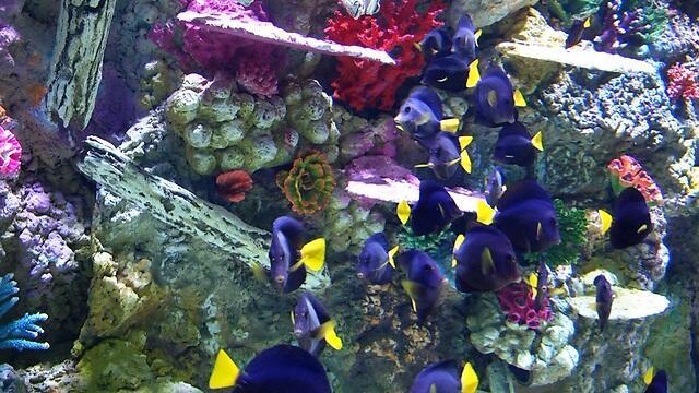 Photo: Eli Mandelbaum