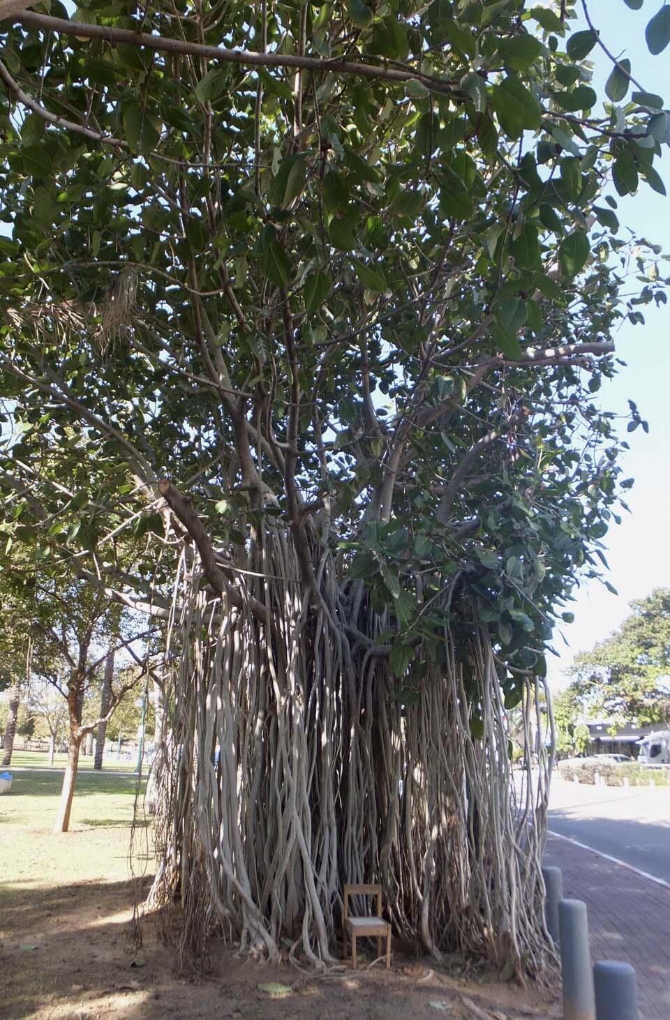 - Бенгальский фикус с воздушными корнями в северном Тель-Авиве. Фото: Леон Левитас (Фото: Леон Левитас) - Бенгальский фикус с воздушными корнями в северном Тель-Авиве. Фото: Леон Левитас