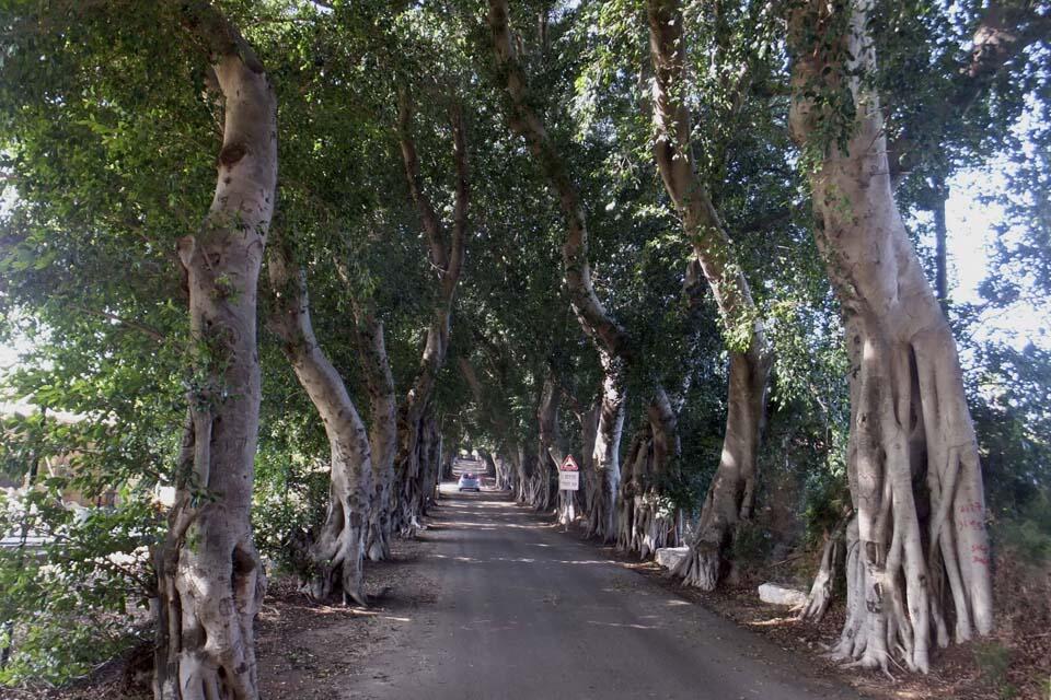 Аллея фикусов в мошаве Бейтан-Ааарон. Фото: Леон Левитас (Фото: Леон Левитас) Аллея фикусов в мошаве Бейтан-Ааарон. Фото: Леон Левитас